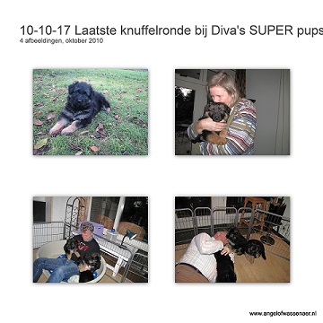 ODH pups knuffelen bij de pups van Diva & Arko